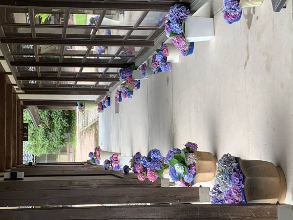 もう一度輝ける場所を！イベント終了後に剪定されたあじさい約500本が、陶芸文化施設射水市陶房「匠の里」を華やかに彩る
