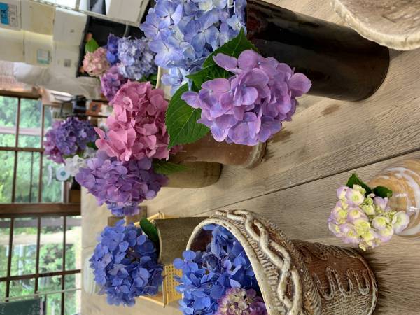 もう一度輝ける場所を！イベント終了後に剪定されたあじさい約500本が、陶芸文化施設射水市陶房「匠の里」を華やかに彩る