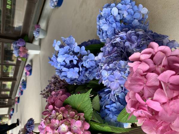 もう一度輝ける場所を！イベント終了後に剪定されたあじさい約500本が、陶芸文化施設射水市陶房「匠の里」を華やかに彩る