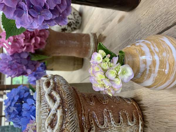 もう一度輝ける場所を！イベント終了後に剪定されたあじさい約500本が、陶芸文化施設射水市陶房「匠の里」を華やかに彩る