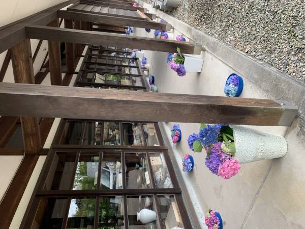 もう一度輝ける場所を！イベント終了後に剪定されたあじさい約500本が、陶芸文化施設射水市陶房「匠の里」を華やかに彩る