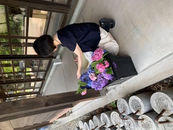 もう一度輝ける場所を！イベント終了後に剪定されたあじさい約500本が、陶芸文化施設射水市陶房「匠の里」を華やかに彩る