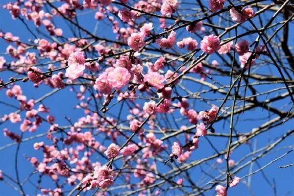 並ばずに安心らくらく入園＜熱海の梅を愛でる冬旅＞はいかが？ 便利でお得な熱海梅園チケット付き宿泊プラン販売開始