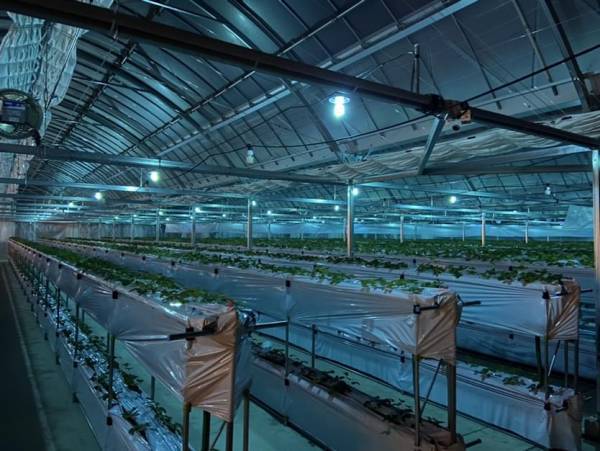 スイーツイベント”魅惑のストロベリーナイト”、愛知県豊田市の大人気観光農園「ストロベリーパークみふね」とのコラボレーションが決定  ～“新鮮で美味！”な採れたていちご（※3品種）が名古屋都心で味わえる～