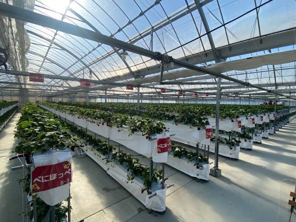 スイーツイベント”魅惑のストロベリーナイト”、愛知県豊田市の大人気観光農園「ストロベリーパークみふね」とのコラボレーションが決定  ～“新鮮で美味！”な採れたていちご（※3品種）が名古屋都心で味わえる～