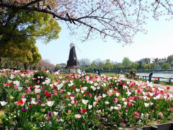 浮間公園に1万本のチューリップを！うきまガーデンカフェプロジェクトクラウドファンディング【2022年】