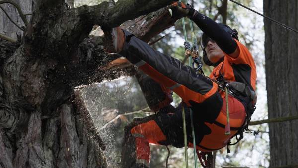 ◤全3部作完結◢　新潟県の森林紹介ムービー　“Forest Lovers NIIGATA”　第三弾が公開！