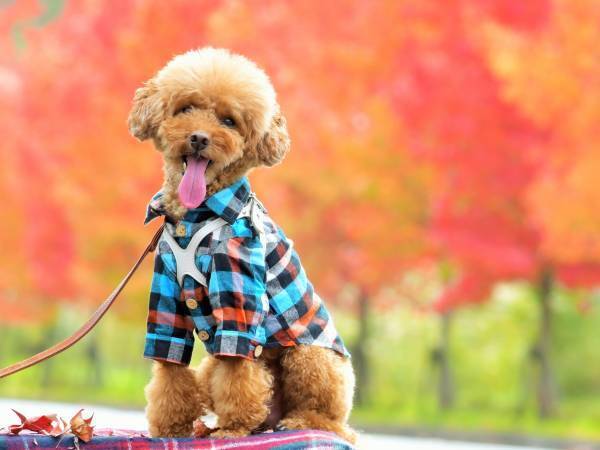 洞爺湖の温泉旅館で＜ハロウィン×芸術の秋＞を堪能 【2022年10月29日（土）】ハロウィン気分を盛り上げるミニコンサート開催！