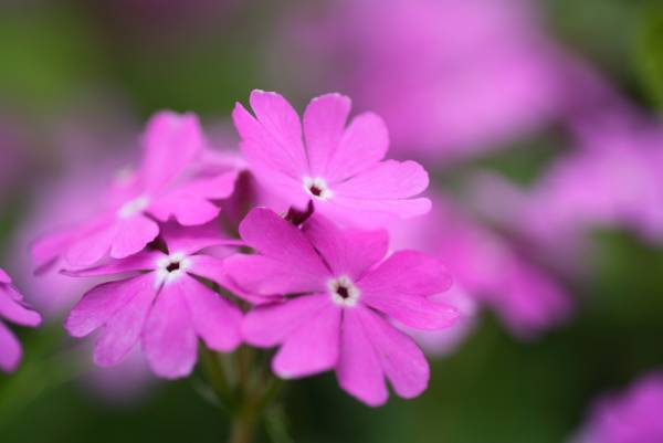 【星のや軽井沢】1日1組限定　新緑に囲まれた水上の特別席で手毬寿司などを楽しむ「プライベート花朝食」実施｜期間：2022年5月15日～6月15日