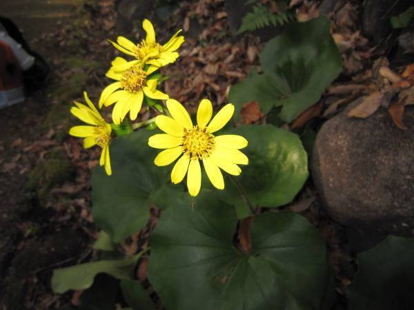 桜ヶ丘公園　12月のガイドウォーク