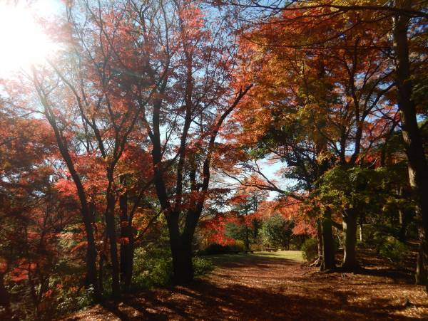桜ヶ丘公園　12月のガイドウォーク