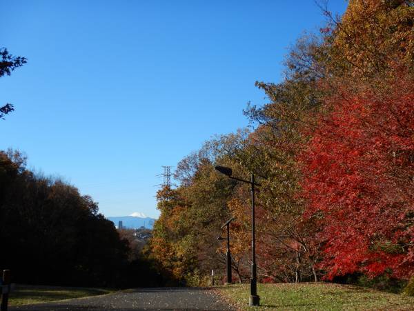 桜ヶ丘公園　12月のガイドウォーク