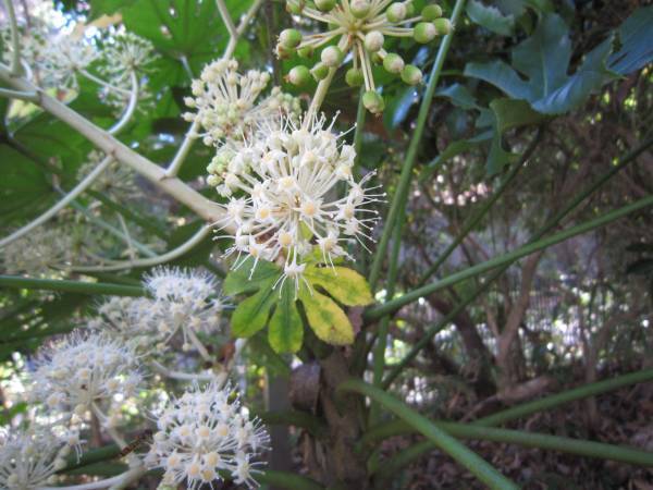 桜ヶ丘公園　12月のガイドウォーク