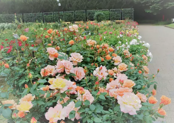 昨日ついにスタート！神代植物公園「春のバラフェスタ」が５月２９日（日）まで好評開催中