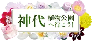 昨日ついにスタート！神代植物公園「春のバラフェスタ」が５月２９日（日）まで好評開催中
