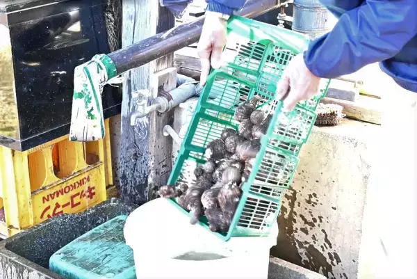 11月6日（日）小峰ビジターセンター「おいしい里芋堀りと昔ながらの芋洗い体験」