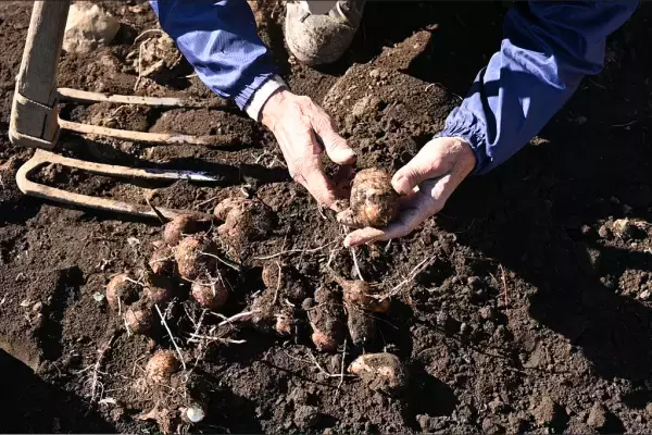 11月6日（日）小峰ビジターセンター「おいしい里芋堀りと昔ながらの芋洗い体験」