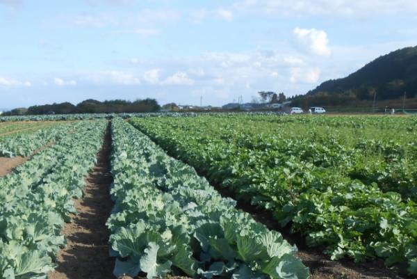 美肌・腸活に！野菜でできた青汁が新登場！