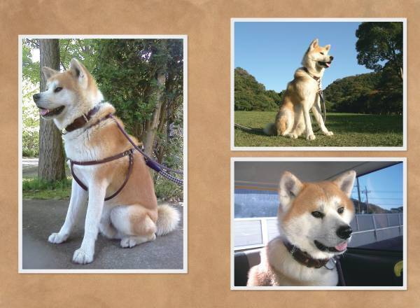 賢くて凛々しい秋田犬の素顔『相棒は秋田犬』が９月８日発売