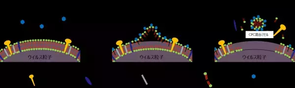 セチルピリジニウム塩化物水和物（CPC）の 新型コロナウイルス不活化作用を確認