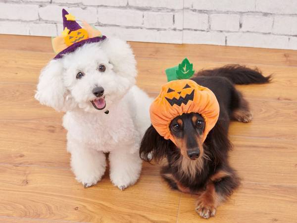 今年は「ヴィンテージコミック」テイストでハロウィーンを演出！8月26日（金）より新作アイテムを順次展開スタート！