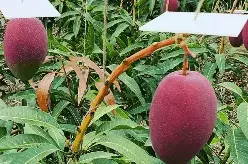 【バンタカフェ】青い海を眺めながらトロピカルフルーツを堪能する「まーさんトロピカルフェア」開催｜開催日：2022年7月1日～8月31日