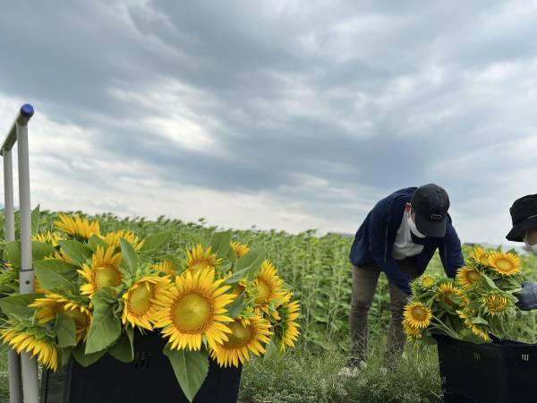 富山駅ストリートピアノイベント会場を約1000本のひまわりが華やかに彩る