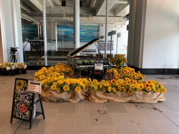 富山駅ストリートピアノイベント会場を約1000本のひまわりが華やかに彩る