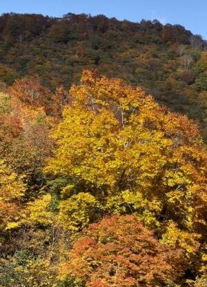 紅葉の絶景を楽しんで。ゴンドラ運行延長決定～11月6日(日) 白馬五竜高山植物園