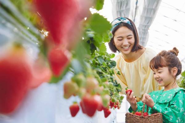 【リゾナーレ八ヶ岳】子どもたちがコックコートを着てストロベリーパフェづくり体験ができる「いちご尽くしのリゾナーレキッズスタジオ」開催～「いちご」について学び、いちご狩り体験もできる～｜期間：2023年1月28日～3月19日の土日限定