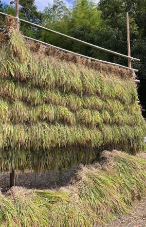 「上籾棚田テラス 籾庵」の最新情報 vol.7