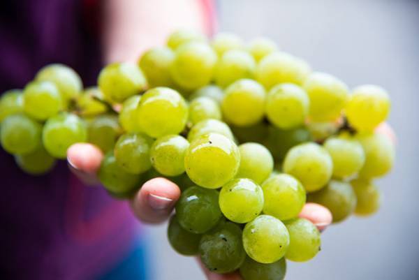 ＼新酒お待たせしました！／フレッシュな香りとフルーティーな甘さ「ナイアガラブラン 2022」発売【サンクゼール・久世福商店】