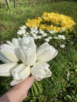 【4月22日(金)23日(土)限定！】チューリップの摘み取り体験開催しています