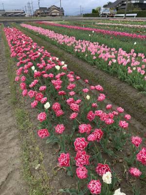 【4月22日(金)23日(土)限定！】チューリップの摘み取り体験開催しています