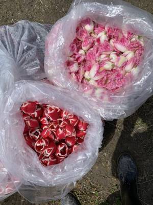 【4月22日(金)23日(土)限定！】チューリップの摘み取り体験開催しています