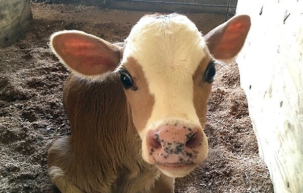 【界 阿蘇】「山吹色でまろやか、ジャージー牛乳の加工場見学」開催　牛乳3種の飲み比べなども｜期間：2022年4月6日～7月13日