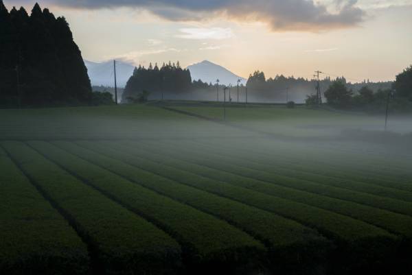 【界 霧島】霧島茶を新茶と8種類の茶葉で味わう「霧島茶滞在」開催｜期間：2022年4月20日～6月20日