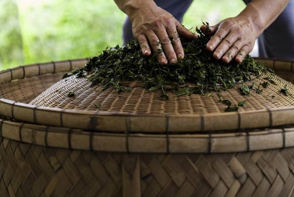 【界 霧島】霧島茶を新茶と8種類の茶葉で味わう「霧島茶滞在」開催｜期間：2022年4月20日～6月20日