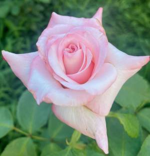 代々木公園「秋のバラフェスタ」10月9日（土）開催！野外ミニシアターも実施！