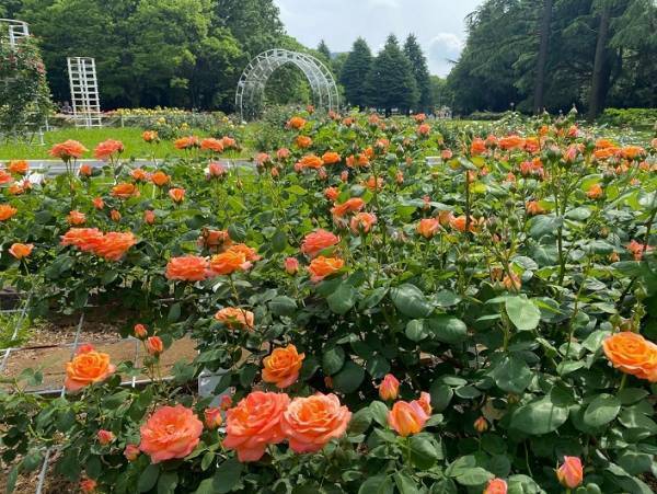 代々木公園「秋のバラフェスタ」10月9日（土）開催！野外ミニシアターも実施！