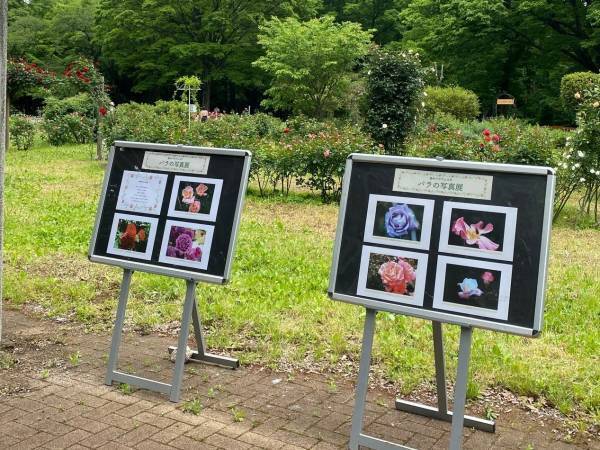 代々木公園「秋のバラフェスタ」10月9日（土）開催！野外ミニシアターも実施！