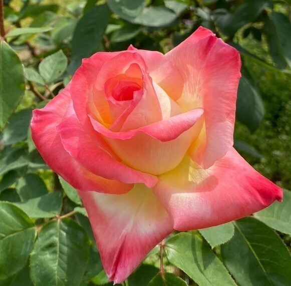 代々木公園「秋のバラフェスタ」10月9日（土）開催！野外ミニシアターも実施！