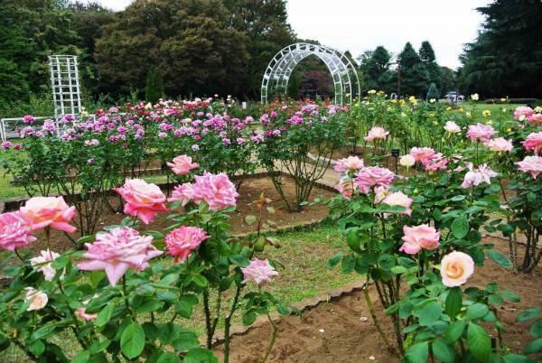 代々木公園「秋のバラフェスタ」10月9日（土）開催！野外ミニシアターも実施！