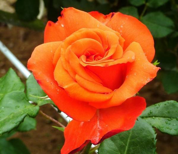 代々木公園「秋のバラフェスタ」10月9日（土）開催！野外ミニシアターも実施！