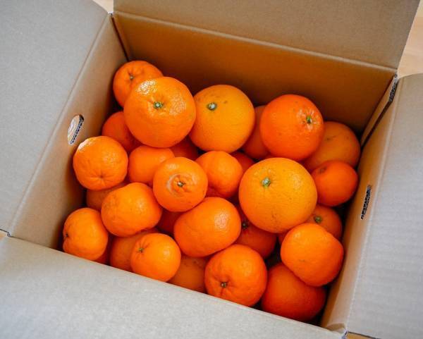 究極のカキフライに、かわいすぎるお寿司まで！＼春のたび福袋／3月1日より発売開始！【旅する久世福e商店】