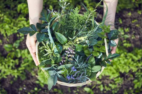 【リゾナーレ那須】収穫したハーブでティータイムを楽しむ「香るハーブ尽くしのリフレッシュ」開催｜期間：2022年5月9日～6月30日