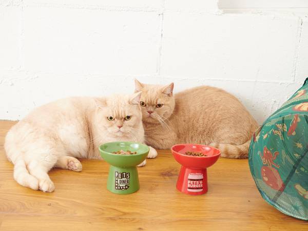 SNSで話題沸騰！昨年即完売！人気ペットグッズ「爪とぎ」シリーズ、数量限定の新作『ハロウィーン』の先行予約が本日スタート！