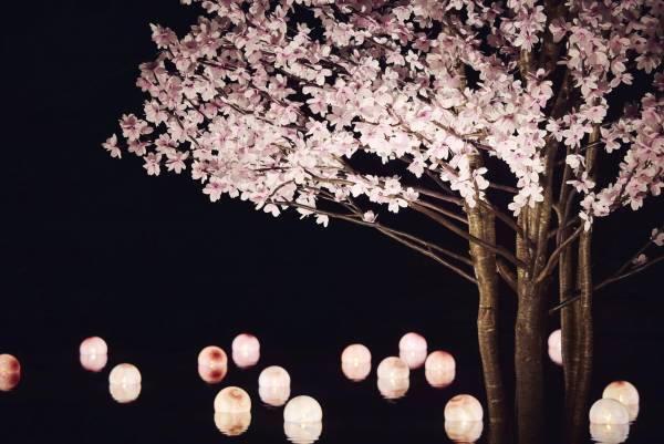 【青森屋】絶景花見露天「桜灯(さくらあか)りの湯」実施！和紙の桜と水面の津軽びいどろが幻想的な世界を演出｜期間：2022年4月1日～5月31日
