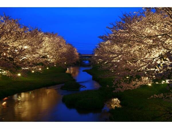 【界 出雲】玉湯川沿い約2kmの桜並木を楽しむ「夜桜人力車ライド」実施｜期間：2022年4月1日～4月7日