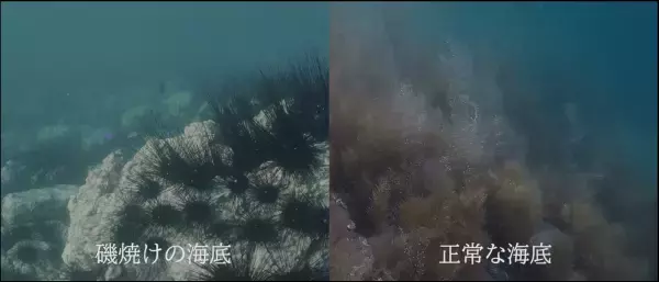 サステナアワード2021「みどりの食料システム推進賞」受賞 海底が砂漠化!? 五島列島の海を守れ！『五島の醤 にかける熱き想い』